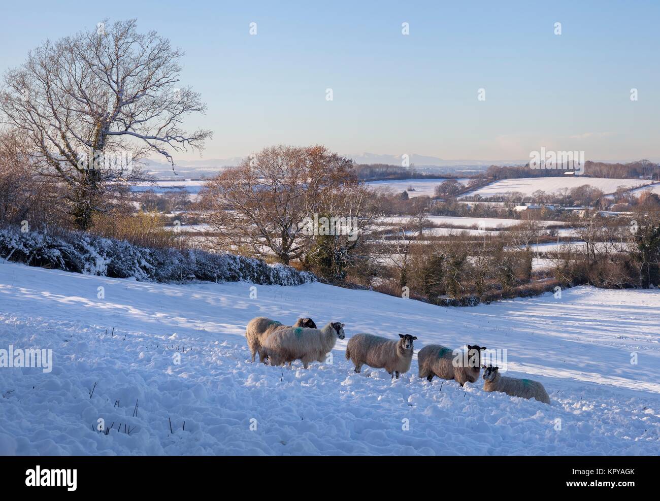 En hiver, les Cotswolds, Gloucestershire, Angleterre Banque D'Images
