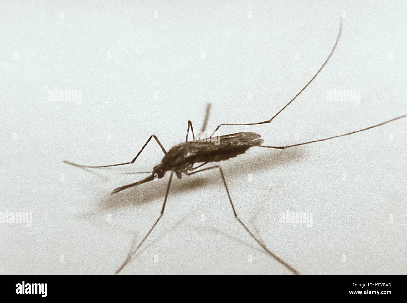 Il s'agit d'une photo d'un moustique Anopheles quadrimaculatus, 1962. Le moustique Anopheles quadrimaculatus est le plus important vecteur du paludisme dans l'Est des États-Unis, et récemment, il a été trouvé pour être un hôte pour le virus du Nil occidental. Image courtoisie CDC/Edward McCellan. Banque D'Images Il s'agit d'une photo d'un moustique Anopheles quadrimaculatus, 1962. Le moustique Anopheles quadrimaculatus est le plus important vecteur du paludisme dans l'Est des États-Unis, et récemment, il a été trouvé pour être un hôte pour le virus du Nil occidental. Image courtoisie CDC/Edward McCellan. Banque D'Images