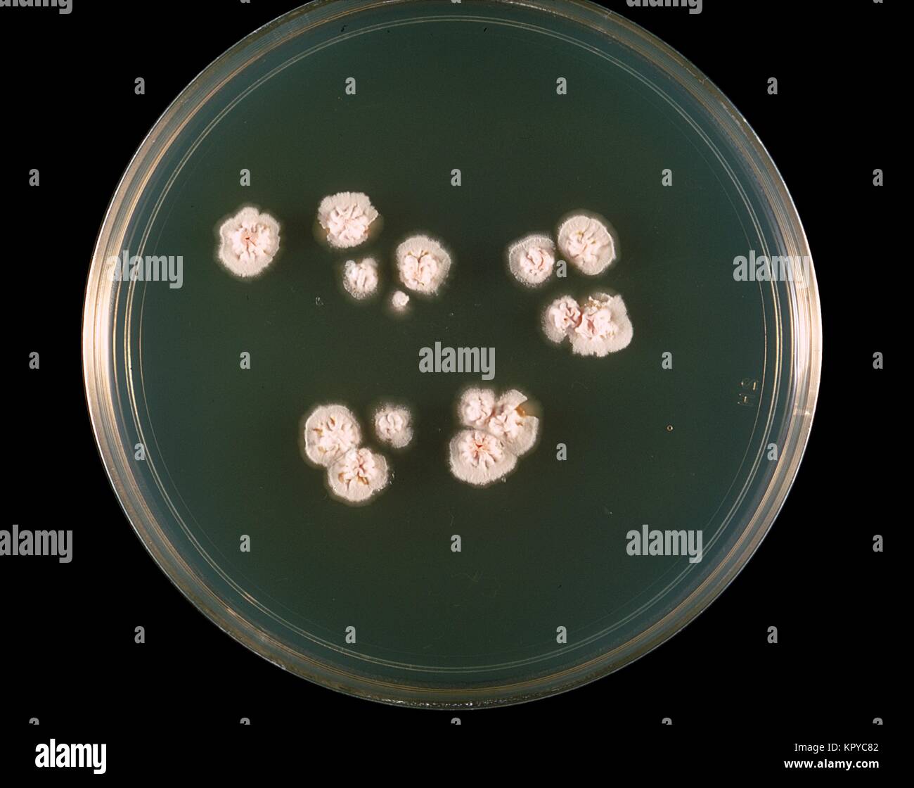 Il s'agit d'une culture de la plaque de la bactérie Nocardia asteroides cultivées sur milieu gélosé 7H10{} à 37 degrés C. Le complexe Nocardia astéroïdes bactérienne est une grave menace pour les sujets immunodéprimés, en particulier ceux avec les greffes, la maladie pulmonaire, et le SIDA, 1969. N. astéroïdes provoque au moins 50  % des infections invasives de Nocardiosis. Image courtoisie CDC/Dr. William Kaplan. Banque D'Images