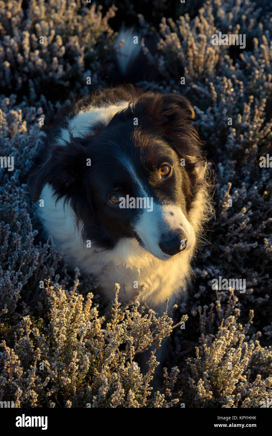 Border Collie dans heather dépoli sur un froid matin d'hiver dans le Peak District, Derbyshire, Angleterre. Banque D'Images