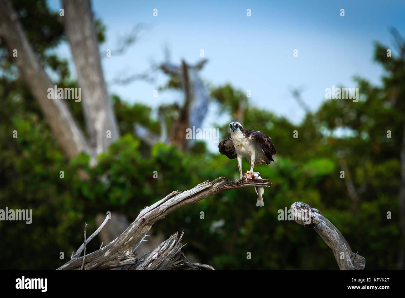 Osprey Florida perché sur une branche de manger un poisson du golfe du Mexique Pandion haliaetus Banque D'Images