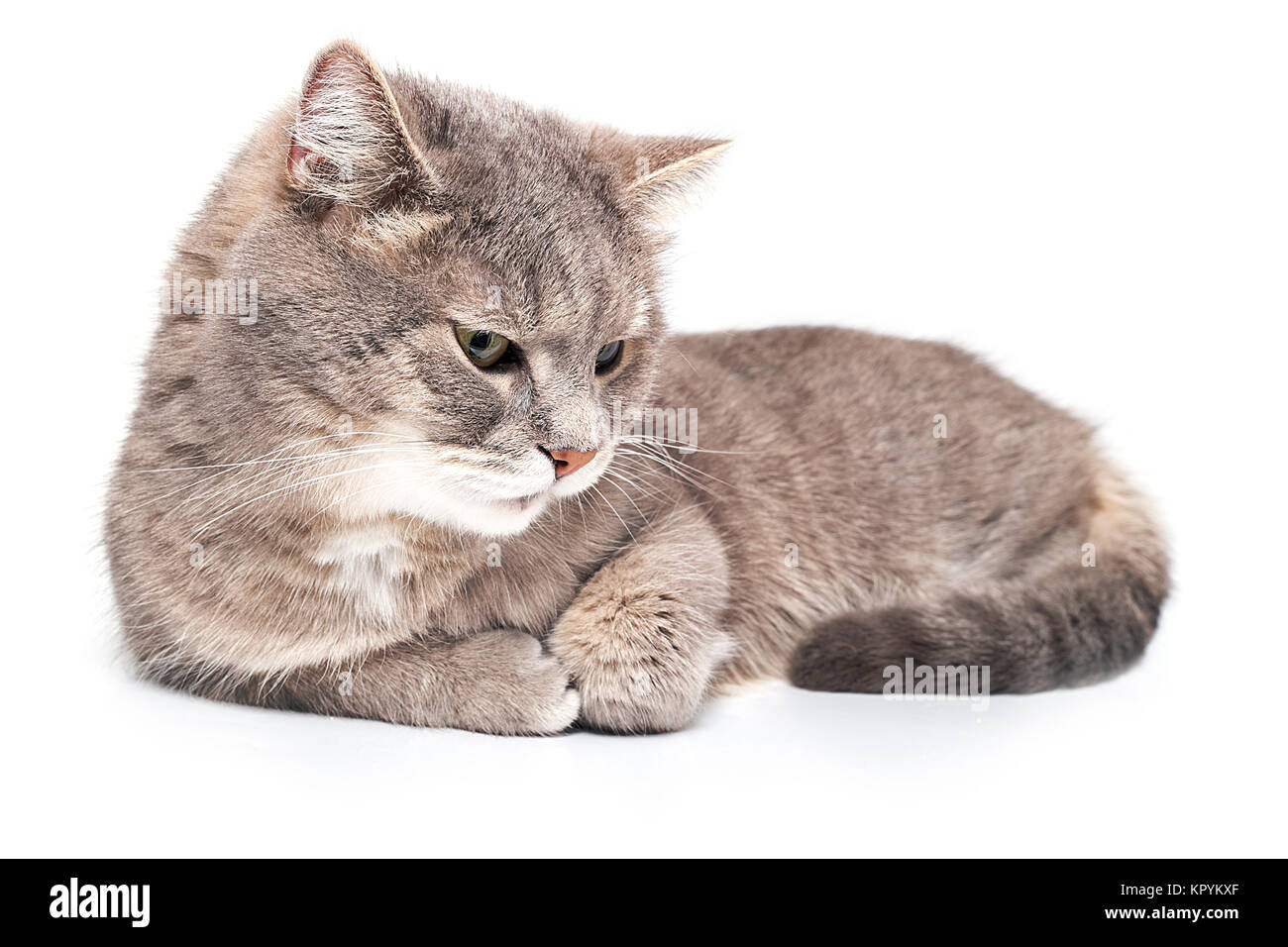 Pattes De Devant Banque D Image Et Photos Alamy