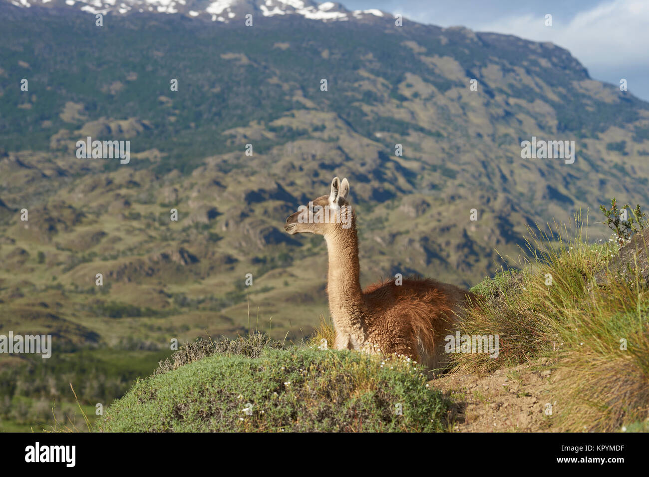 Guanaco (Lama guanicoe) sur une colline dans la vallée Chacabuco, le nord de la Patagonie, au Chili. Banque D'Images