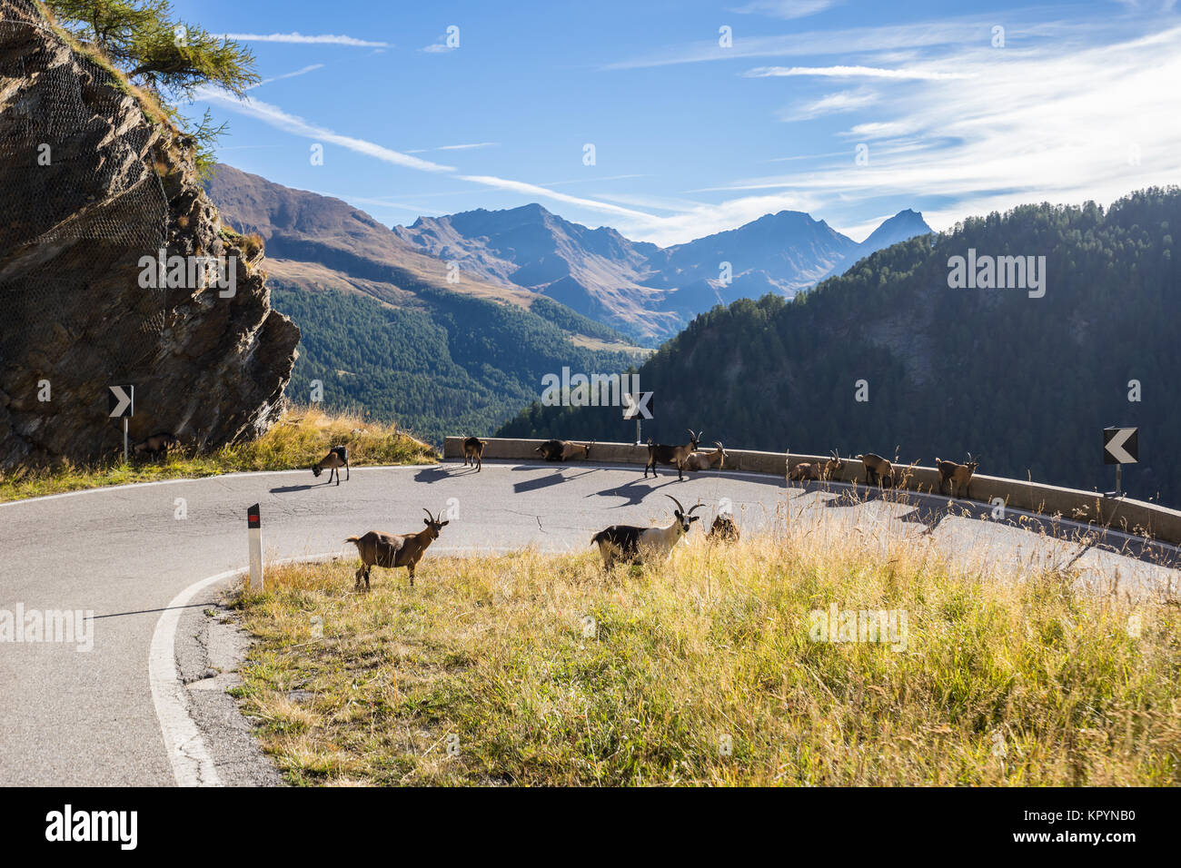 Haute Route alpine Timmelsjoch paysage et les chèvres. Montagnes et sommets couverts de glaciers et de neige, l'environnement naturel. Randonnées dans le Passo del Rom Banque D'Images