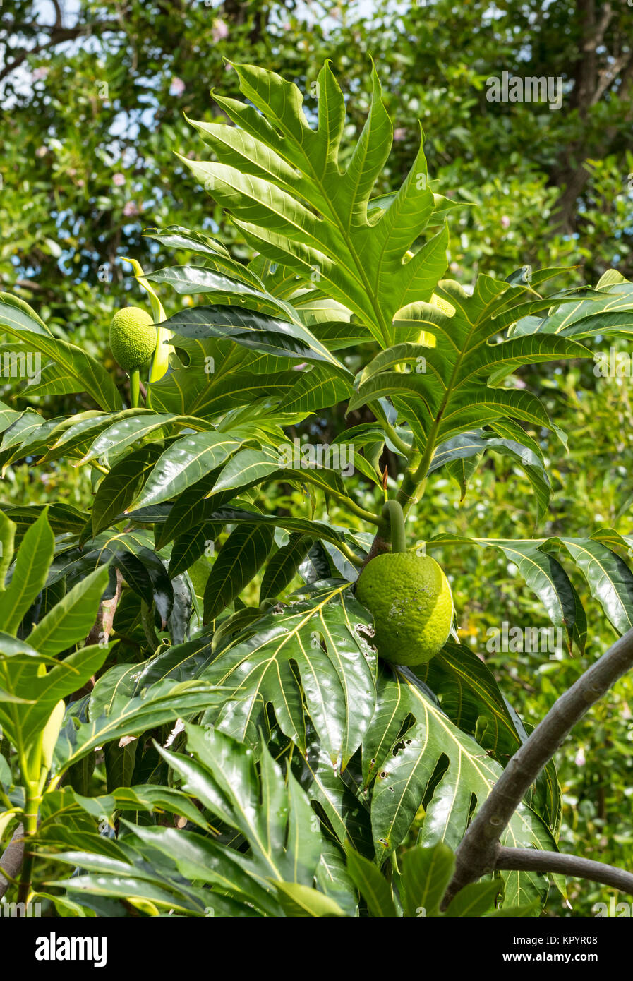 L'arbre à pain (Artocarpus altilis), Moraceae Photo Stock - Alamy