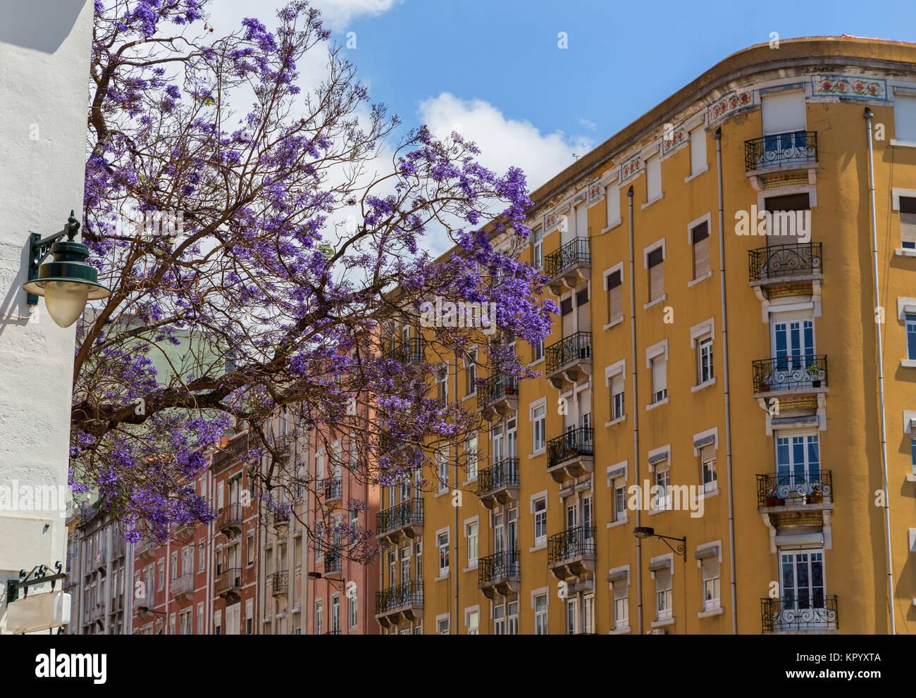 Photos De Square Des Jacarandas Nice Arbre jacaranda nice Banque de photographies et d’images à haute