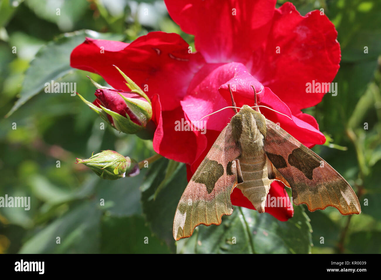 Amateur de mimas tiliae linde assis sur rose rouge Banque D'Images