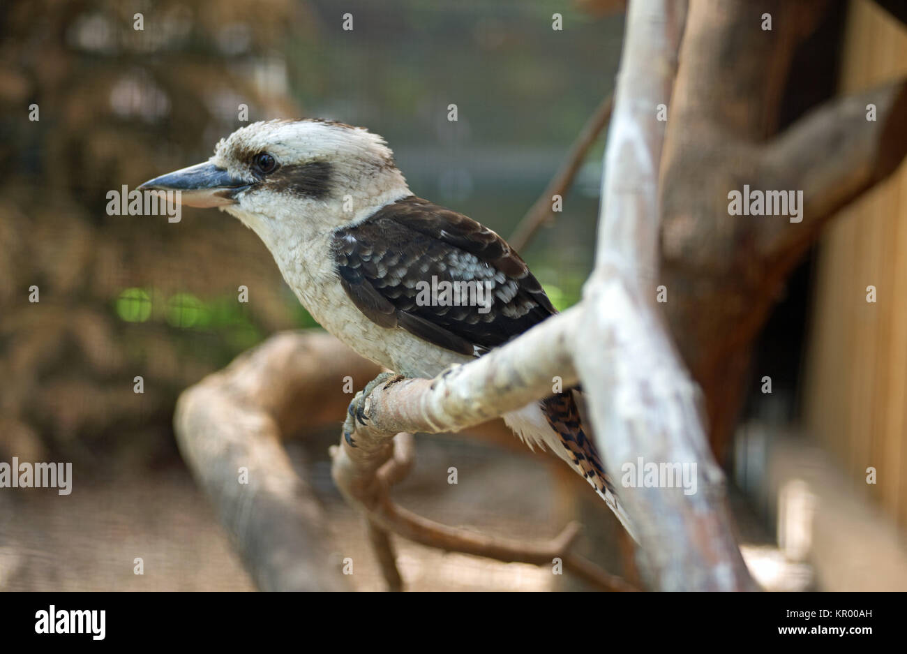 JÃ¤gerliest (Laughing Kookaburra kookaburra,fermer,) Banque D'Images