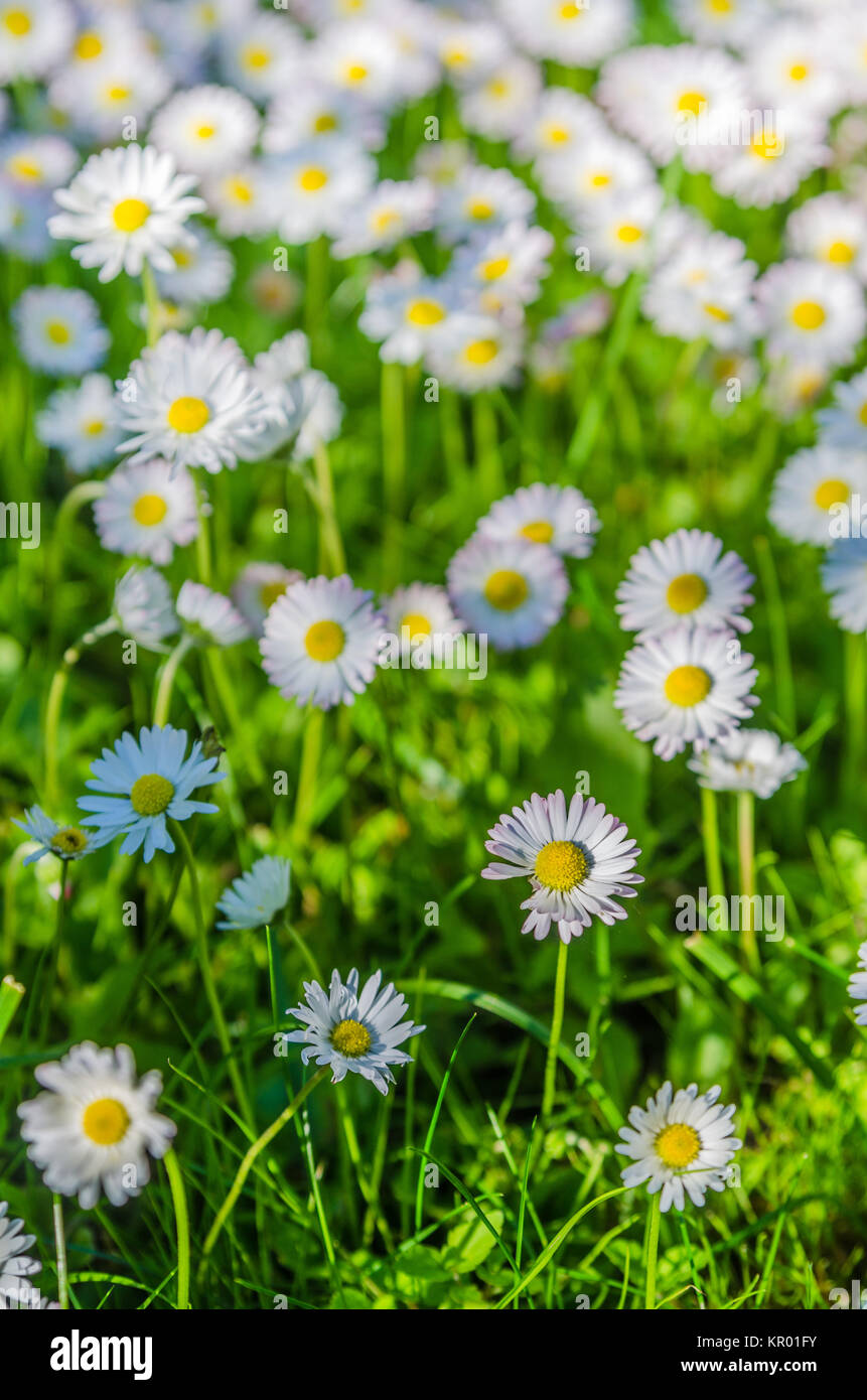 Domaine de l'épanouissement des marguerites, Close up Banque D'Images