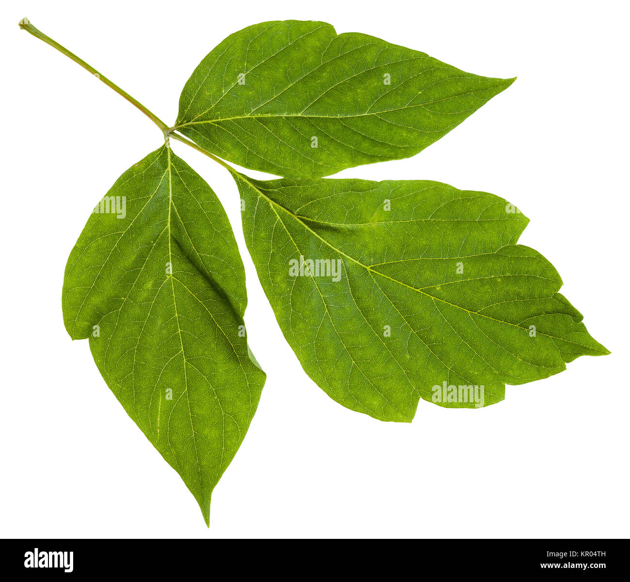 Avec des feuilles des rameaux de frêne érable (Acer negundo) Banque D'Images
