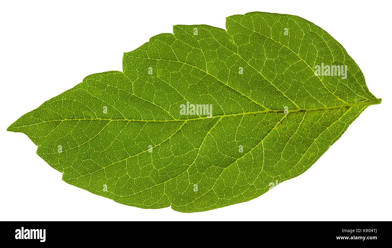 Vert feuille d'érable (Acer negundo) ash tree Banque D'Images