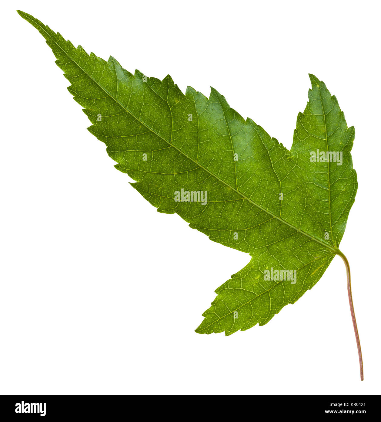 L'arrière de la feuille d'érable Acer tataricum Banque D'Images