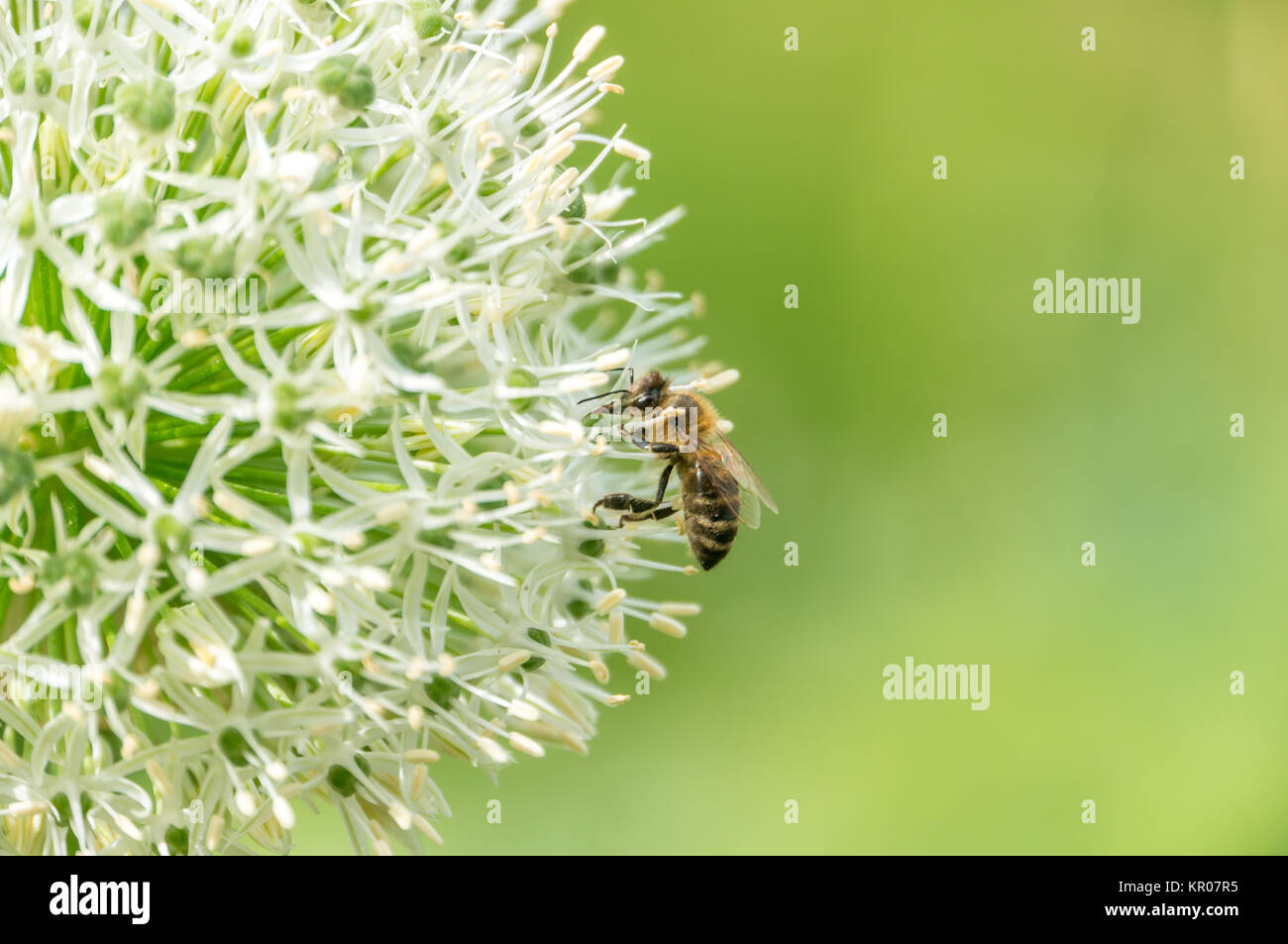 Allium avec abeille Banque D'Images