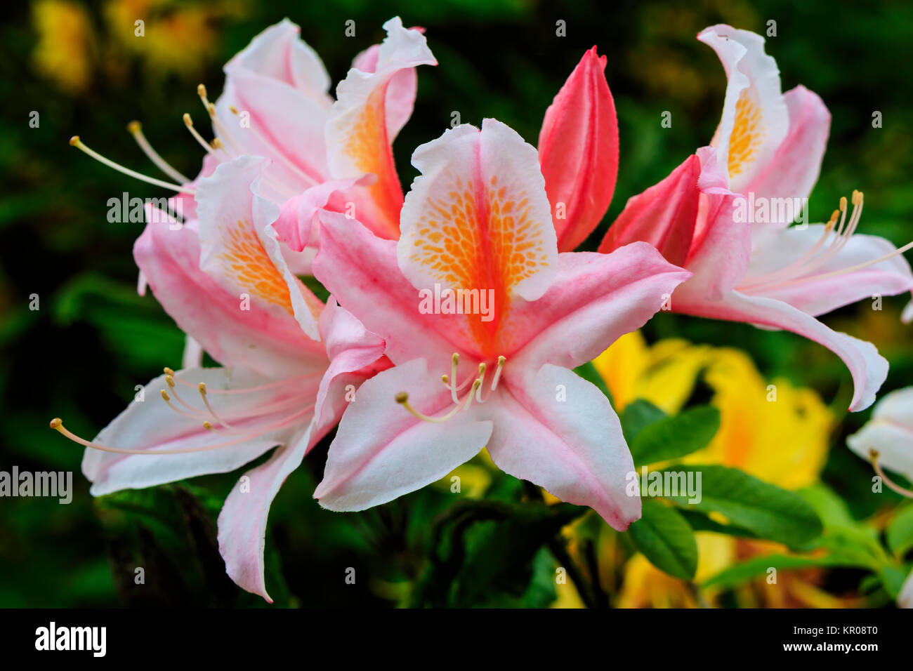 Fleurs roses et dorés de l'Azalea Japonica plante en fleurs. Banque D'Images