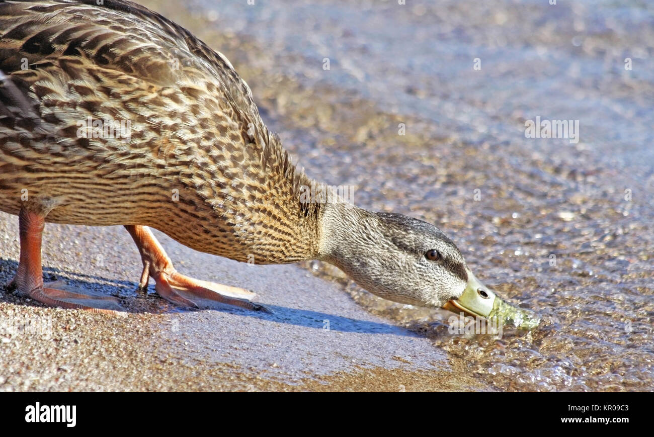 Canard colvert femelle en prenant un verre le long de la côte de sable Banque D'Images