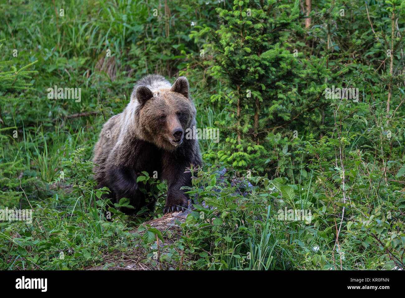 Ours brun, Ursus arctos Banque D'Images