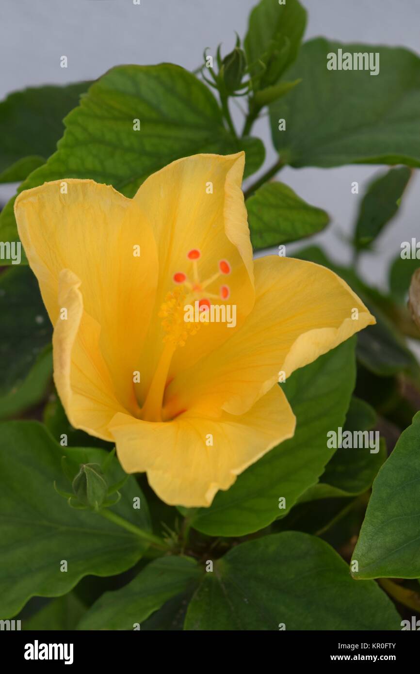 Fleur d'hibiscus en jaune,un ancien nom allemand de la guimauve Banque D'Images