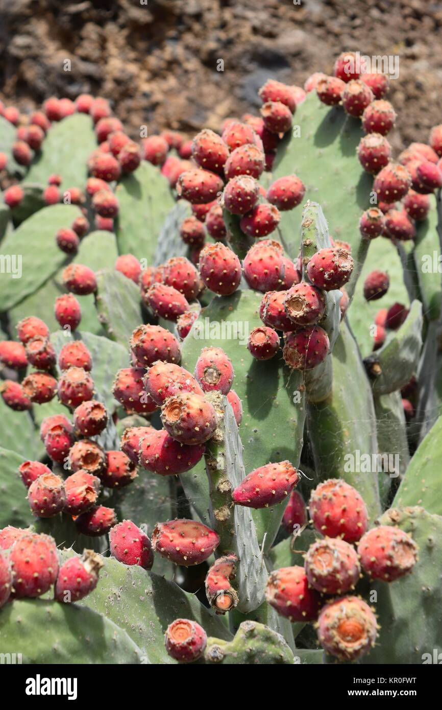 Le figuier de barbarie, opuntia ficus-indica Amérique Banque D'Images