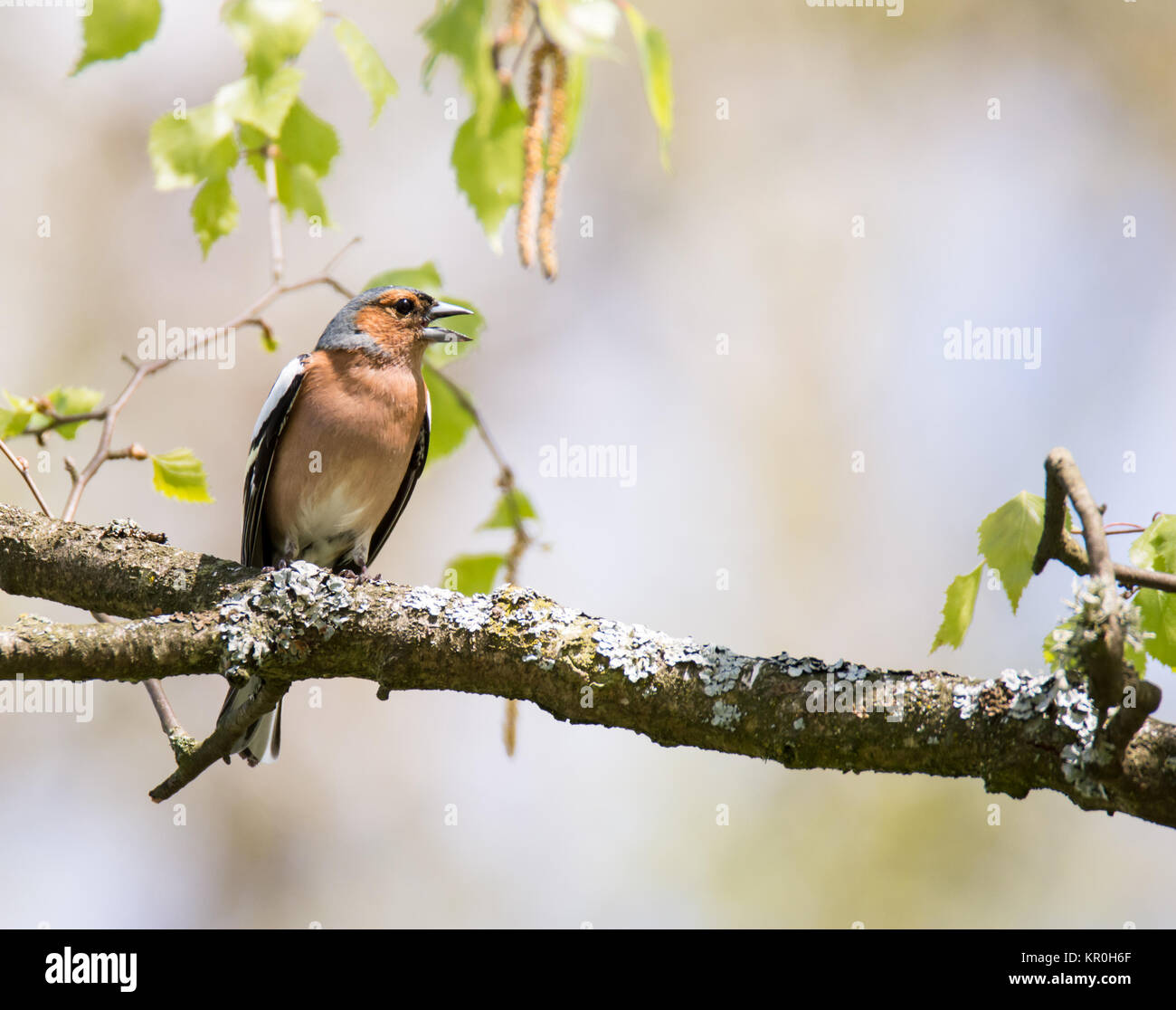 Chaffinch commun oiseau posé sur un arbre Banque D'Images