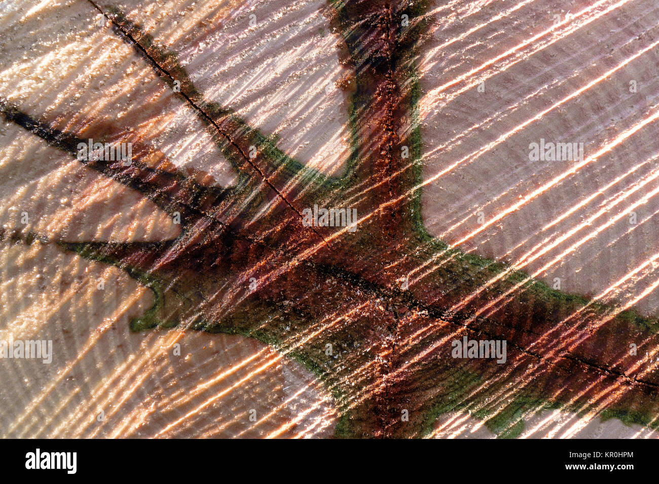 Modèle Abstrait d'un tronc d'arbre Banque D'Images