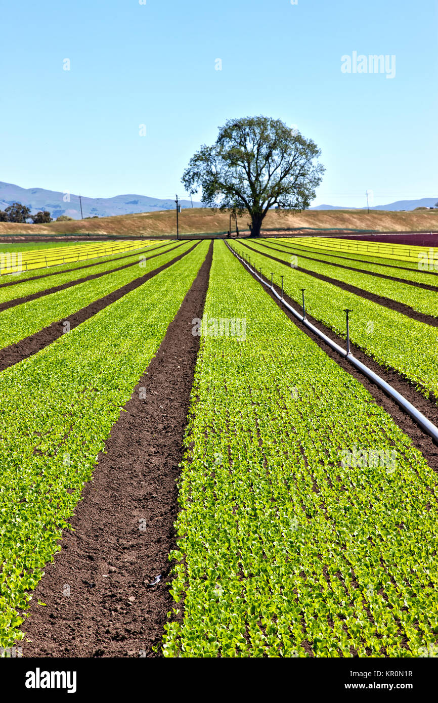 Les jeunes 'Baby Lettuce growing in field' 'LACTUCA SATIVA'. Banque D'Images