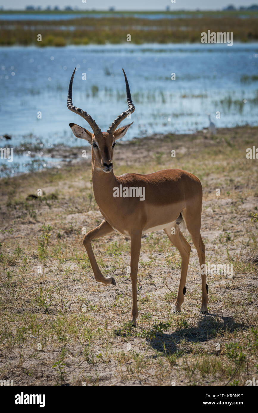 Impala mâle haute jambe levée au bord de la rivière Banque D'Images