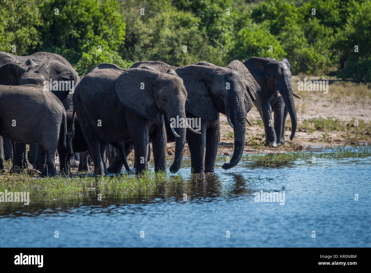 Troupeau d'éléphants sur les berges boisées potable Banque D'Images