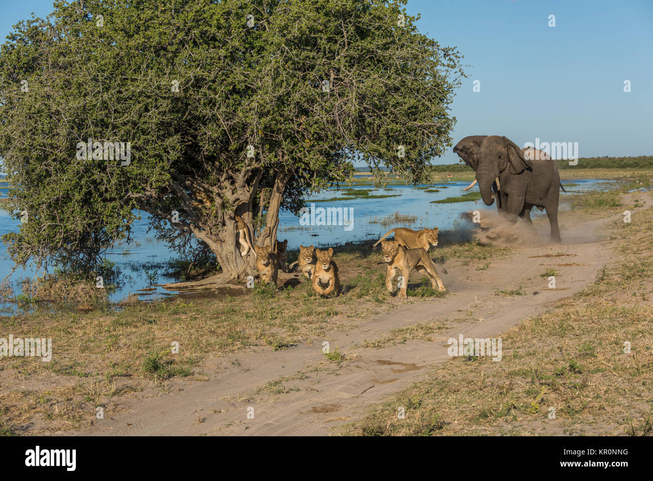 Chasse de l'éléphant à six lions on riverbank Banque D'Images