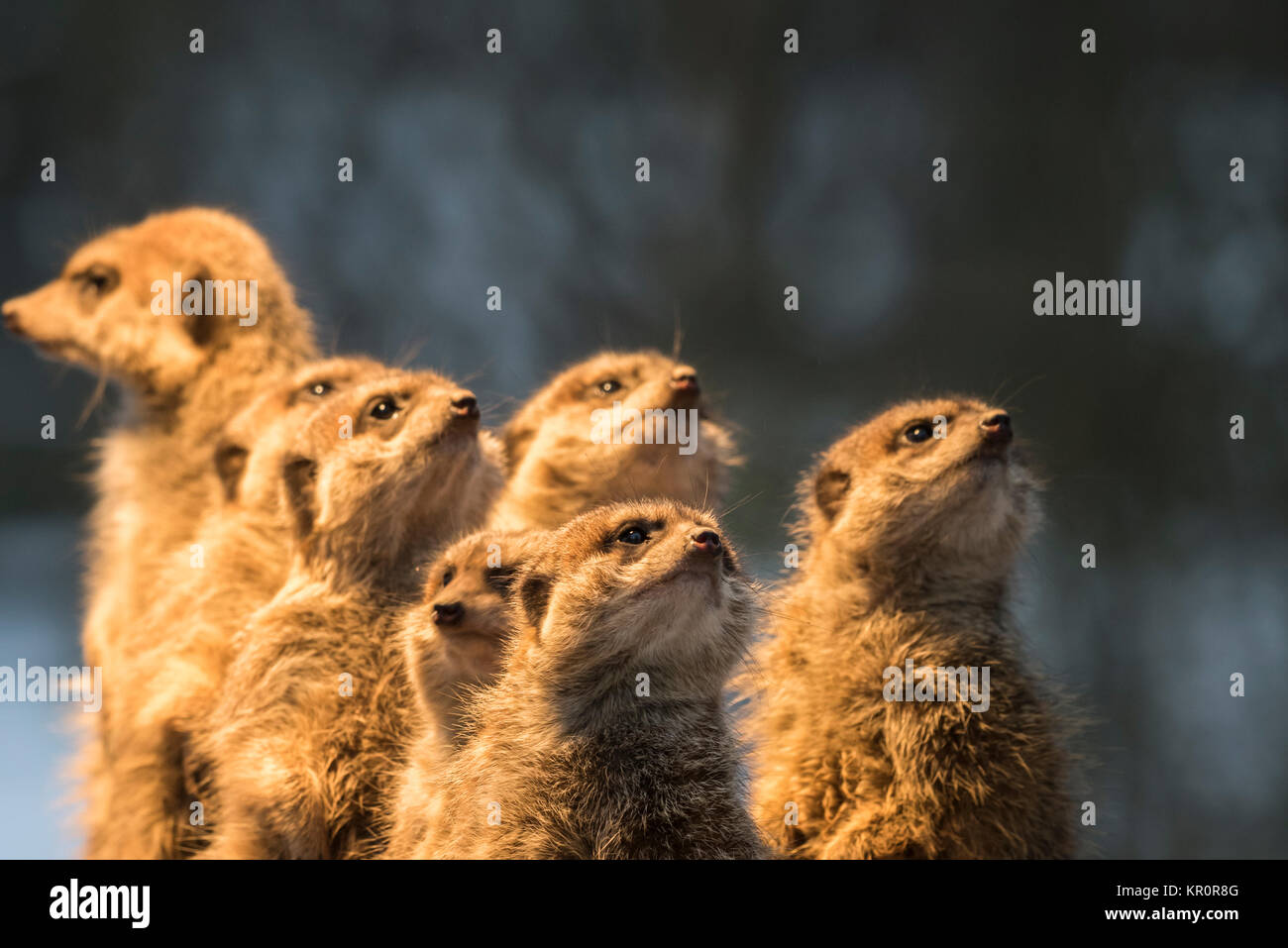 Meerkat Banque D'Images