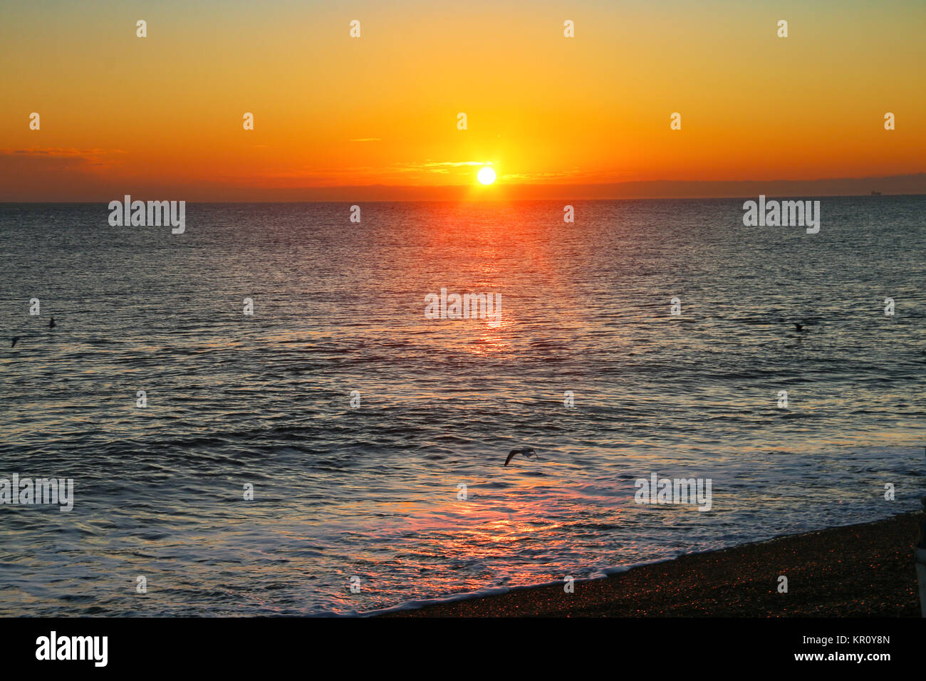 Répondre gull au lever du soleil. Banque D'Images