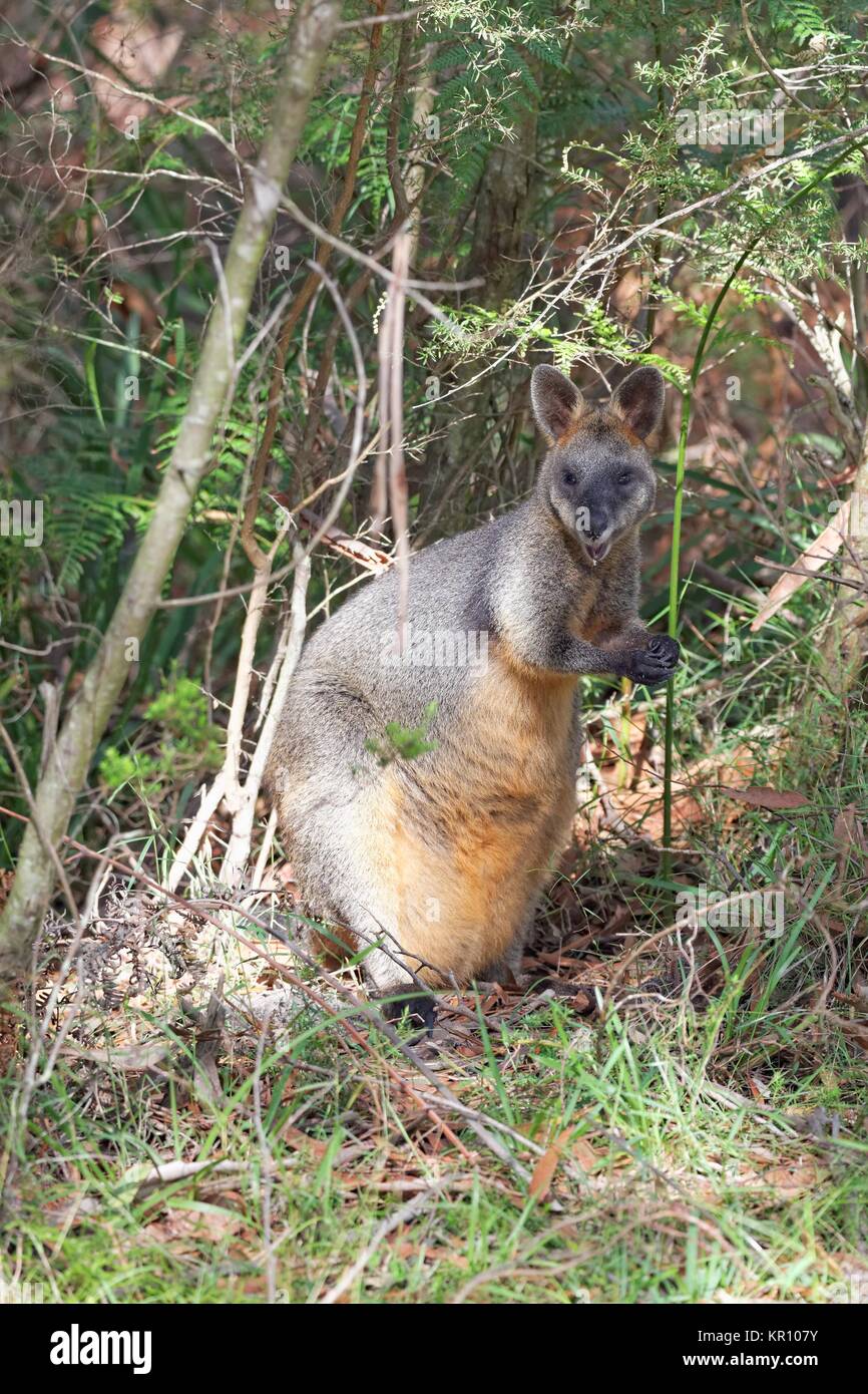 Swamp wallaby Banque D'Images