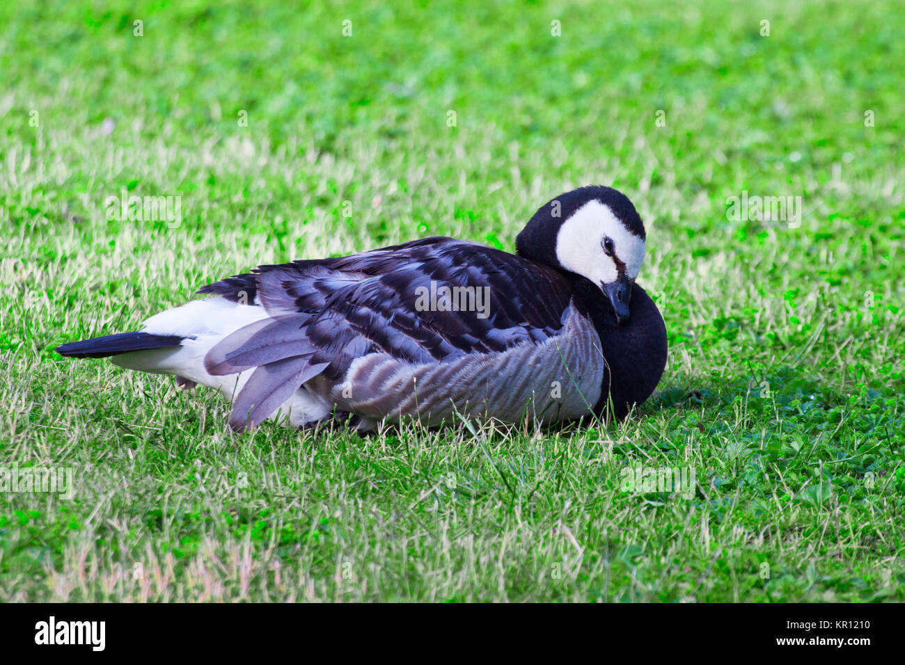 Toilette barnacle goose Banque D'Images