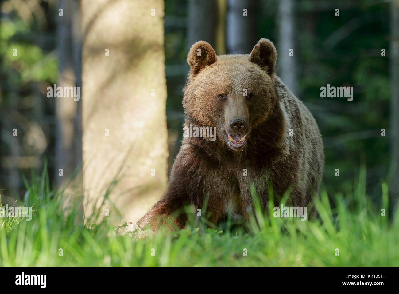 ours brun Banque D'Images