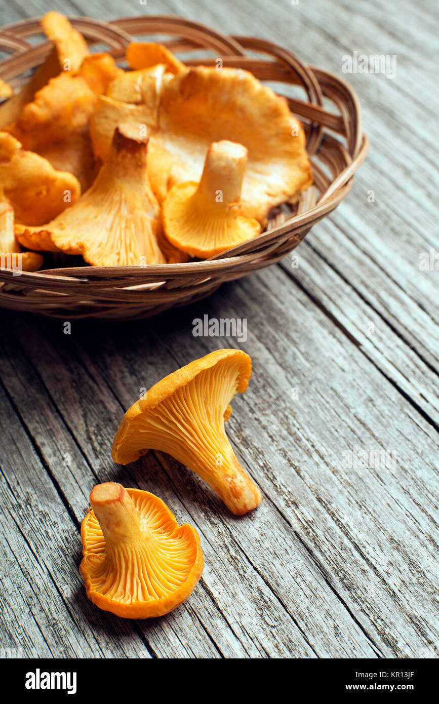 Champignons girolles comestibles Banque de photographies et d’images à