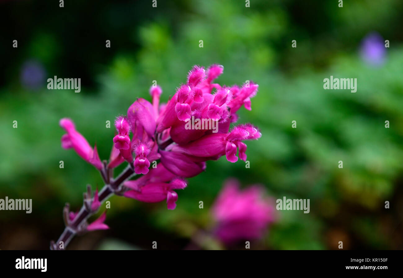 Salvia involucrata boutin,rose,feuilles,sage,rose,fleurs,fleurs,fleurs,sages arbuste vivace,sous,demi,hardy Floral RM Banque D'Images