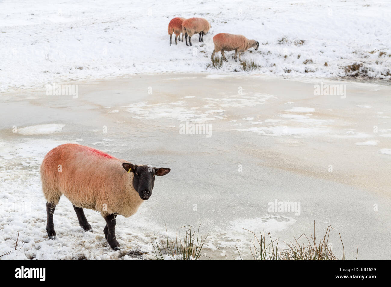 Des moutons paissant autour d'un lac gelé à essayer de boire dans un froid mordant de l'hiver dans le Peak District, England UK Banque D'Images