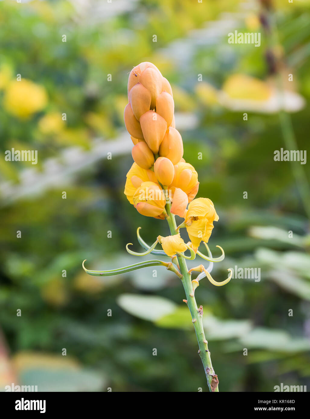 Bougie de Noël,la teigne Bush Flower Photo Stock - Alamy