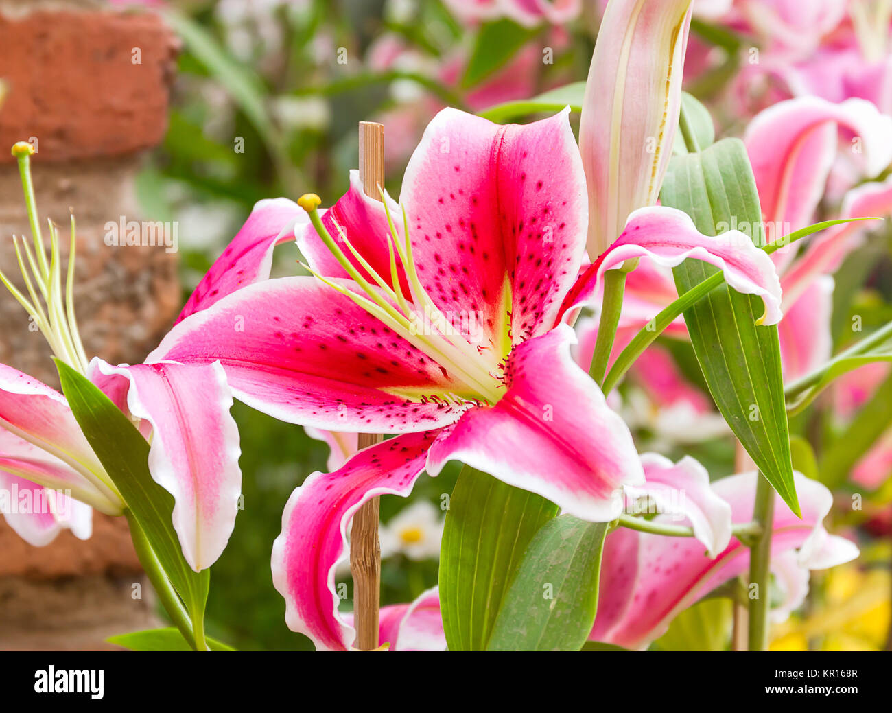 Close up of pink lily flower Banque D'Images