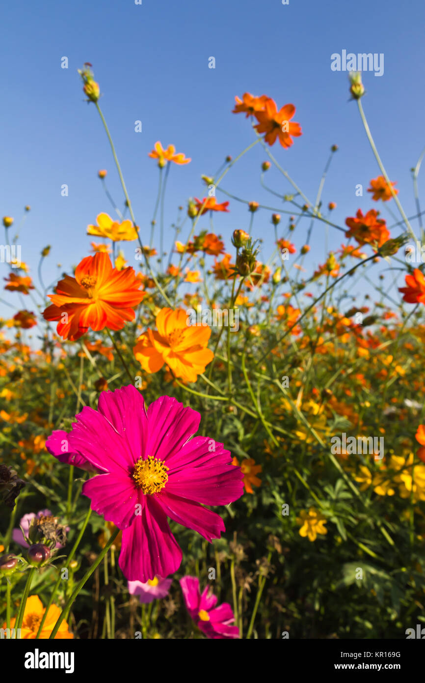 Jardin de fleurs cosmos Banque D'Images