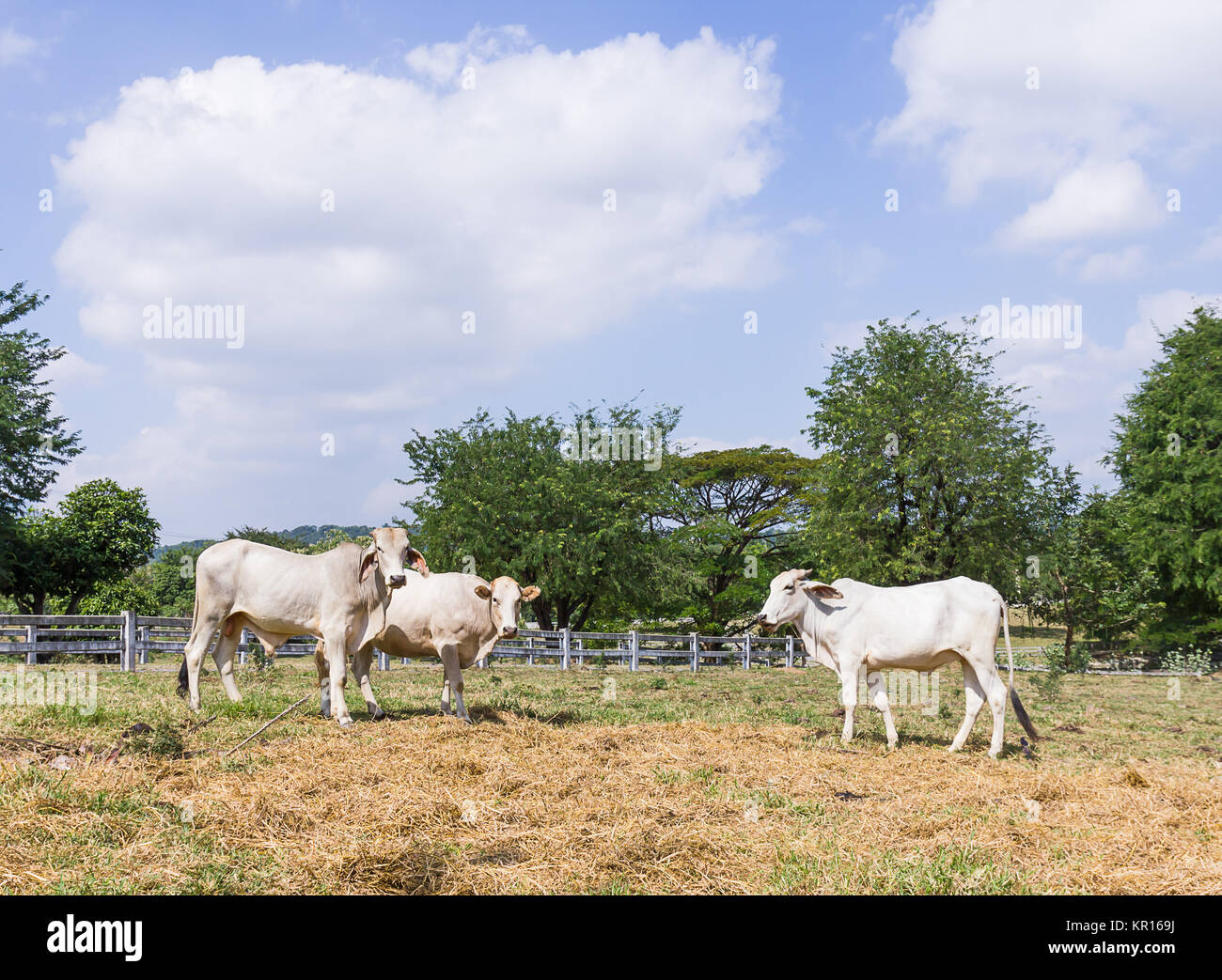 Cow standing in farm Banque D'Images
