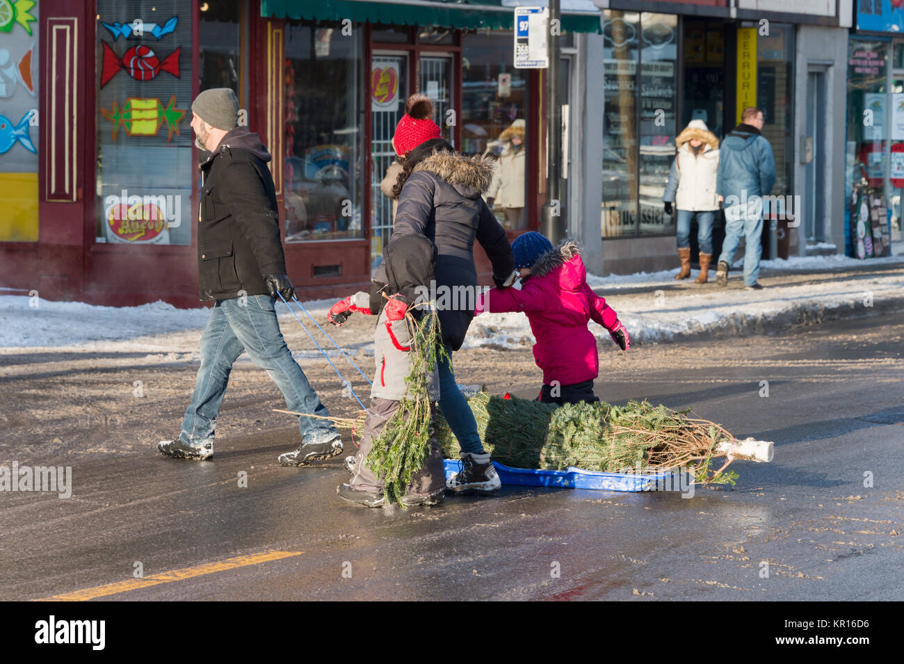 Montréal, Canada - 16 décembre 2017 : La famille tirant sur l'arbre de Noël sur un traîneau Banque D'Images