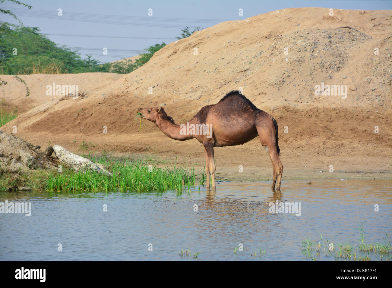 Des chameaux dans desert lake Banque D'Images