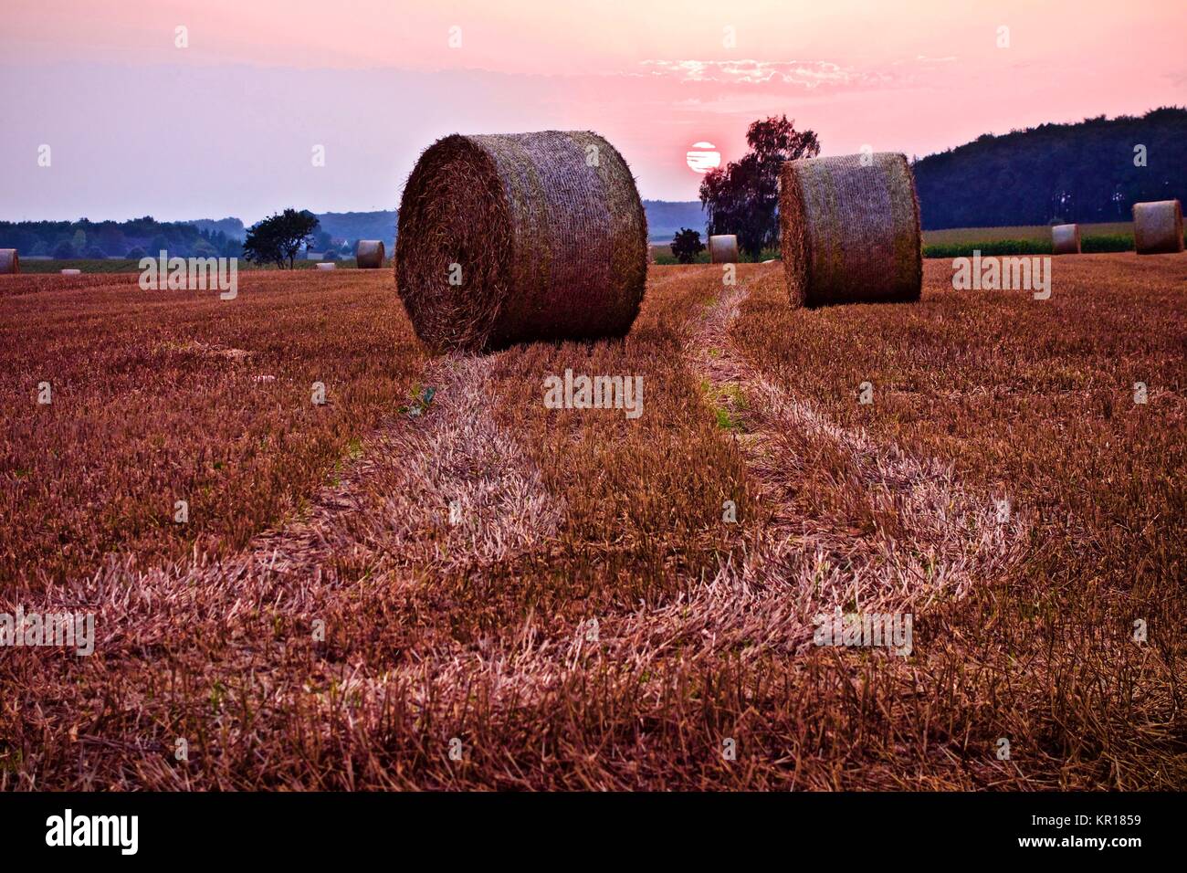 Balles de foin circulaire avec véhicule les voies à travers le gazon fraîchement coupé sur un champ de ferme au coucher du soleil avec un ciel rose coloré Banque D'Images