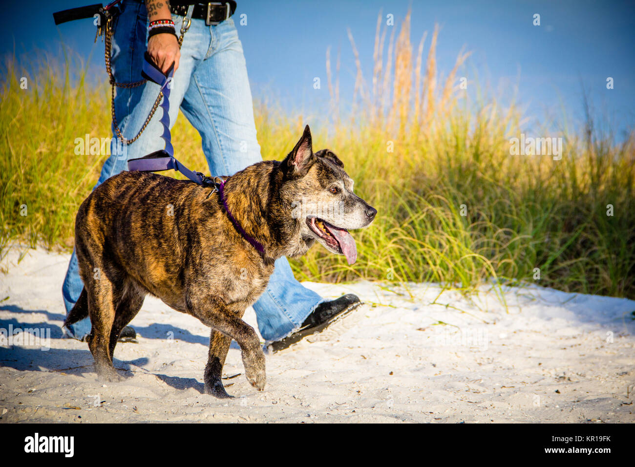 Femme marchant son chien de Pitbull sur la plage, Saint-Pétersbourg, Floride, États-Unis Banque D'Images