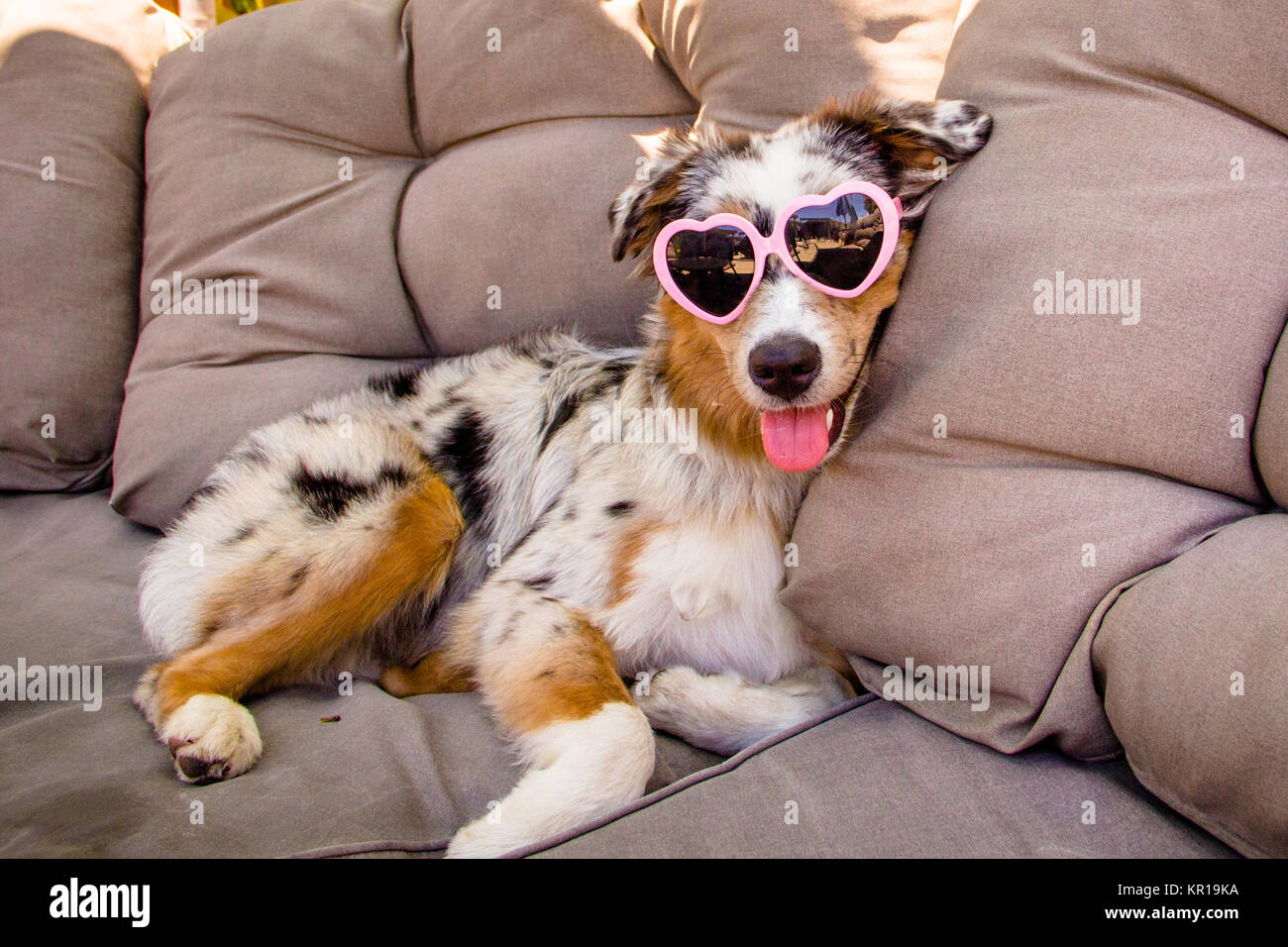 Australian shepherd dog wearing sunglasses Banque de photographies et  d'images à haute résolution - Alamy