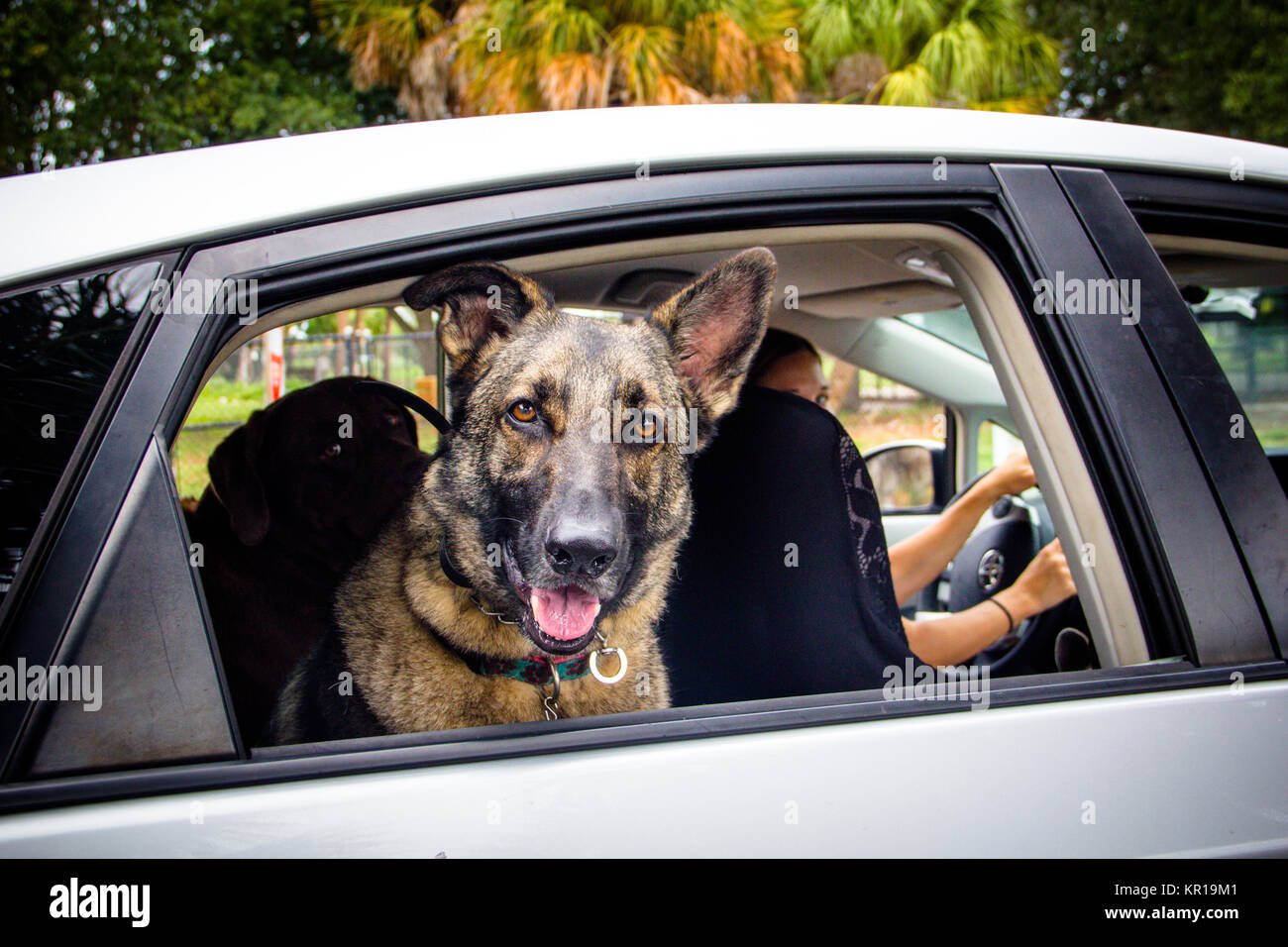 Femme au volant avec un berger allemand à la recherche de l'arrière fenêtre siège Banque D'Images