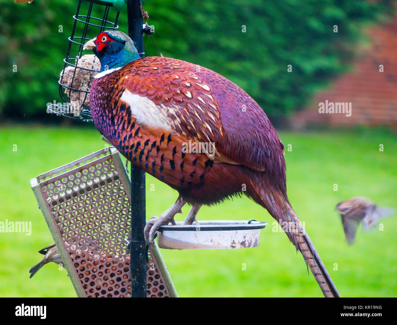 Un Faisan de Colchide Phasianus colchicus masculins s'alimenter à une mangeoire destiné aux petits oiseaux Banque D'Images