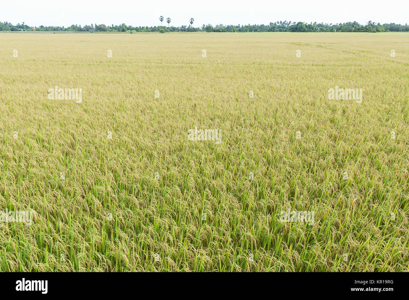 Les champs de riz à la Thaïlande Banque D'Images