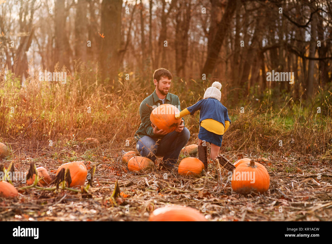 Père et fille picking citrouilles dans un potager Banque D'Images