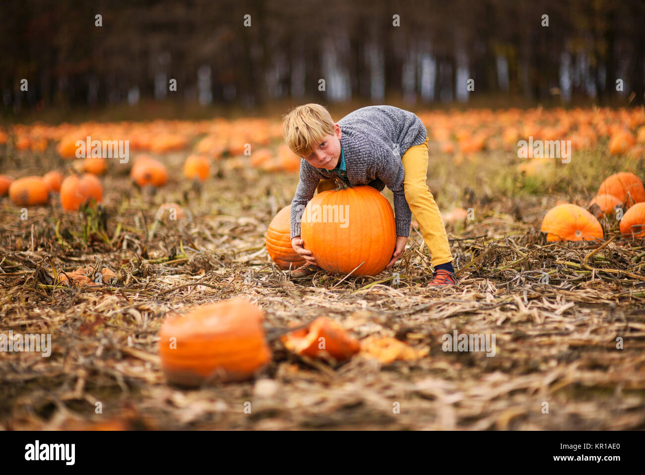 Boy picking une citrouille dans un champ de citrouilles Banque D'Images